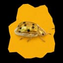 Golden beetle accent